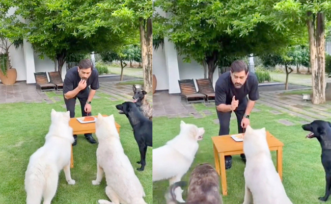 MS Dhoni celebrates 42nd birthday with pet dogs in Ranchi Photos - Sakshi1