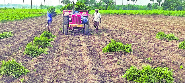 బొబ్బర తెగులు సోకిన పంటను 
తొలగించి ట్రాక్టర్‌లోకి ఎత్తుతున్న కూలీలు1