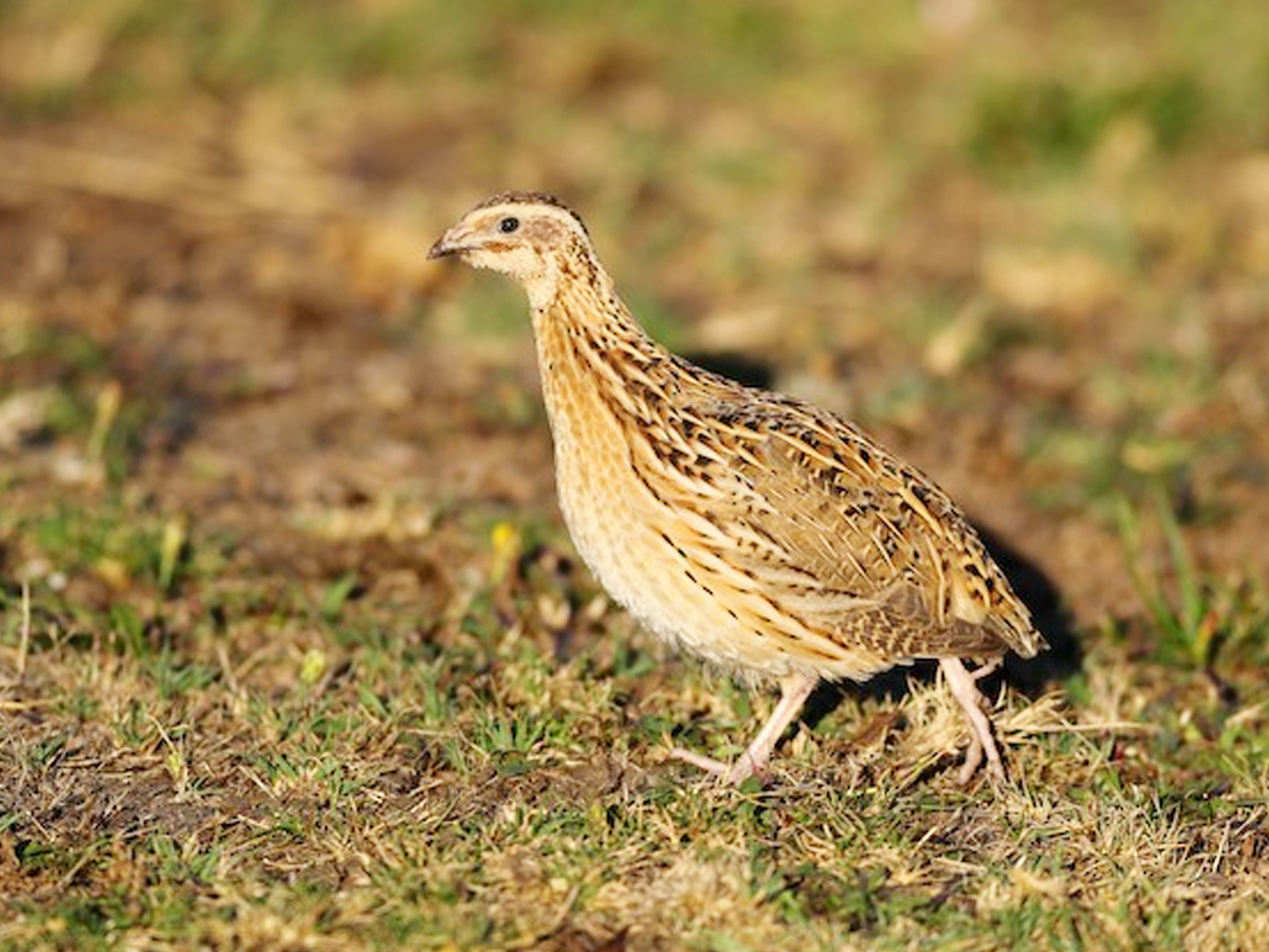 Do You Know How Dangerous These Cute Birds Are.. - Sakshi3