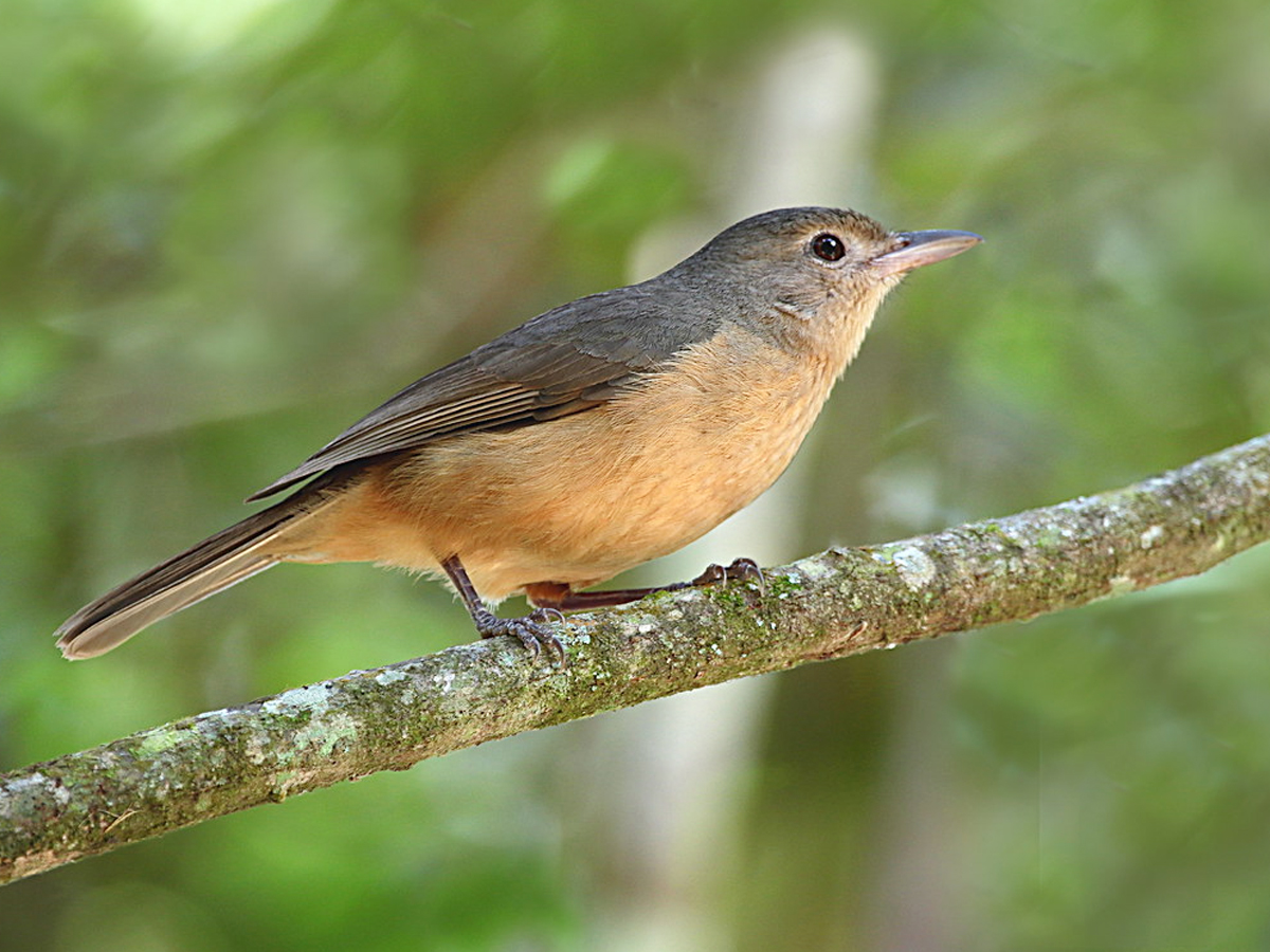 Do You Know How Dangerous These Cute Birds Are.. - Sakshi4