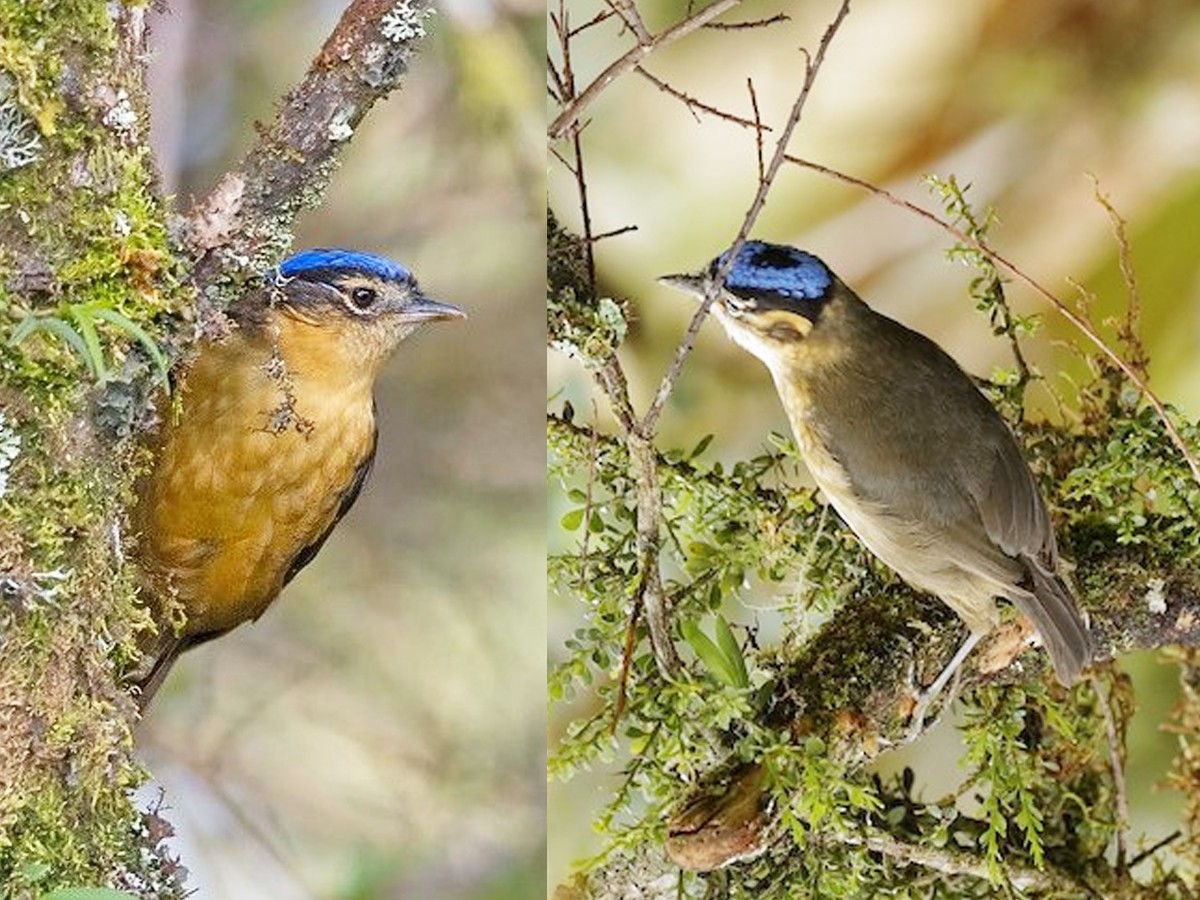 Do You Know How Dangerous These Cute Birds Are.. - Sakshi5