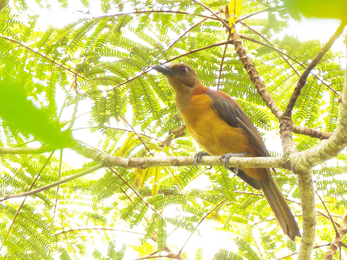 Do You Know How Dangerous These Cute Birds Are.. - Sakshi6