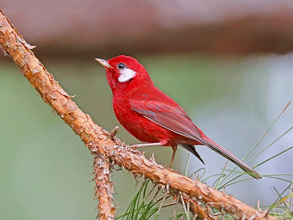 Do You Know How Dangerous These Cute Birds Are.. - Sakshi7