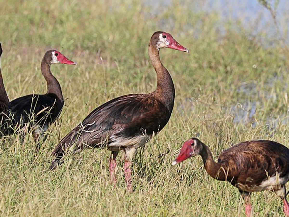 Do You Know How Dangerous These Cute Birds Are.. - Sakshi8