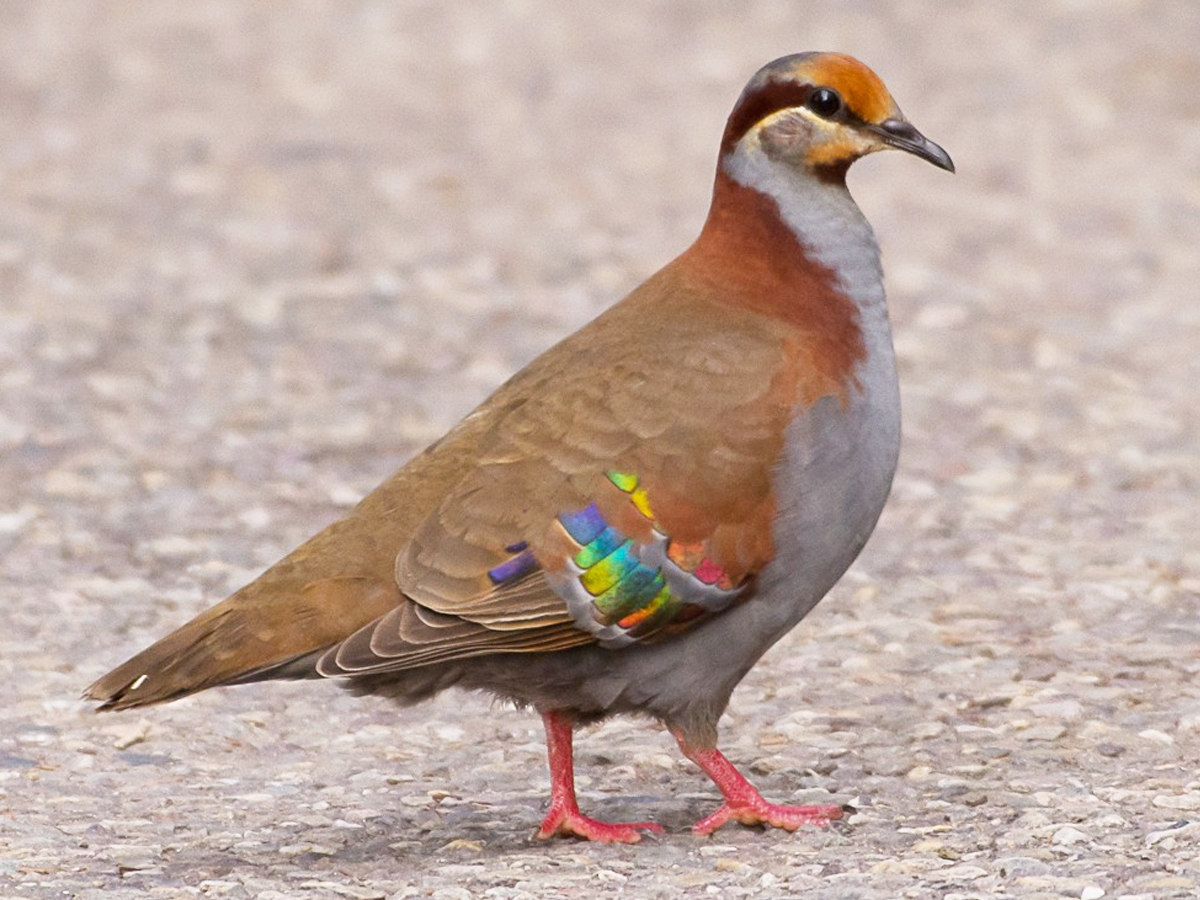 Do You Know How Dangerous These Cute Birds Are.. - Sakshi10