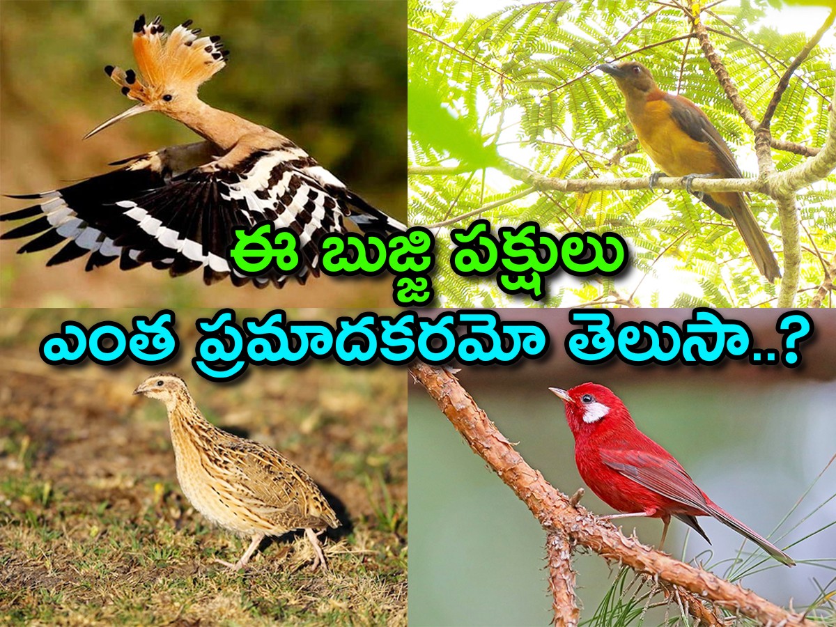 Do You Know How Dangerous These Cute Birds Are.. - Sakshi1