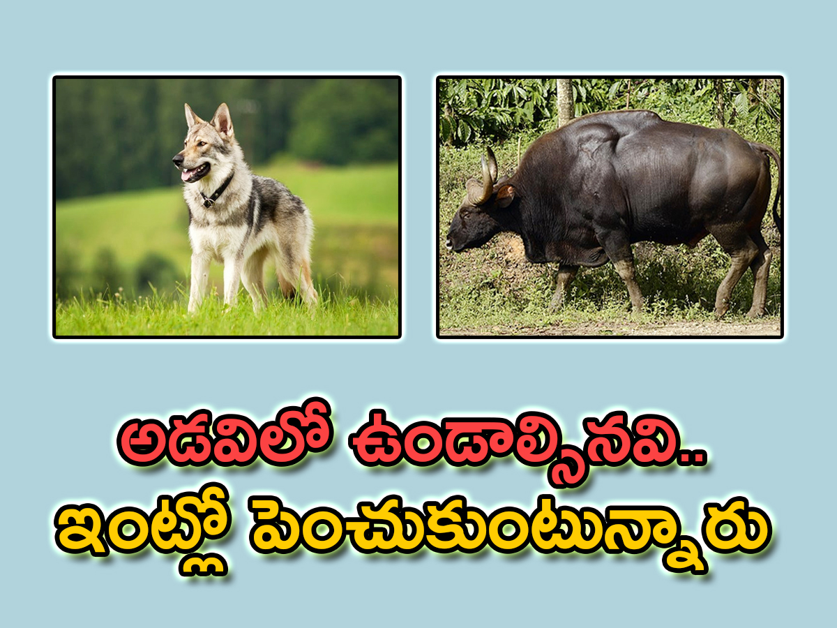 Most Dangerous And Interesting Wild Animals Kept As Pets In India - Sakshi1