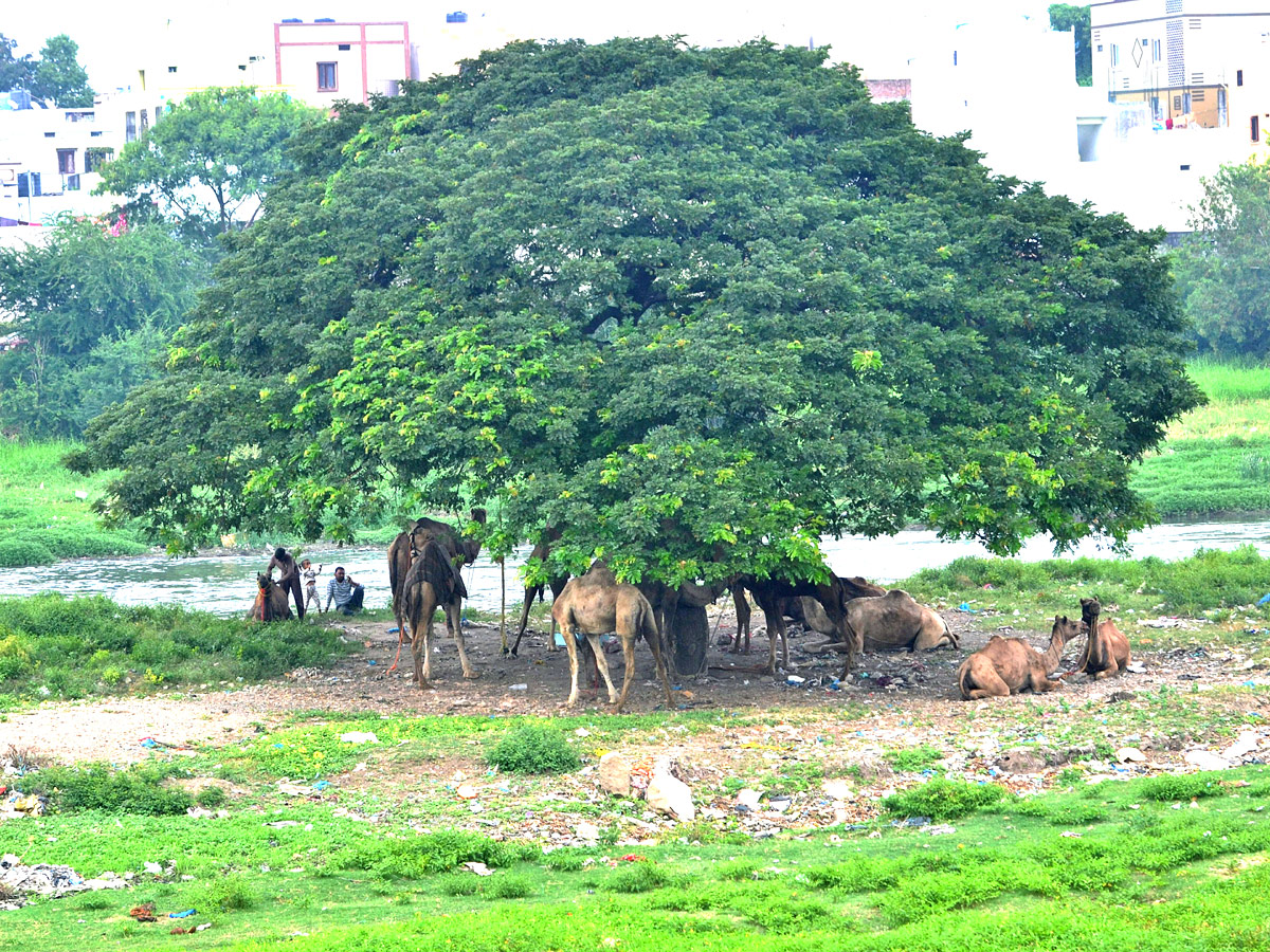 Best Photos of The Week in AP and Telangana Photo Gallery - Sakshi13