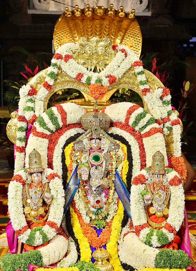 Srivari Navratri Brahmotsavam Golden Tiruchi Utsav - Sakshi2