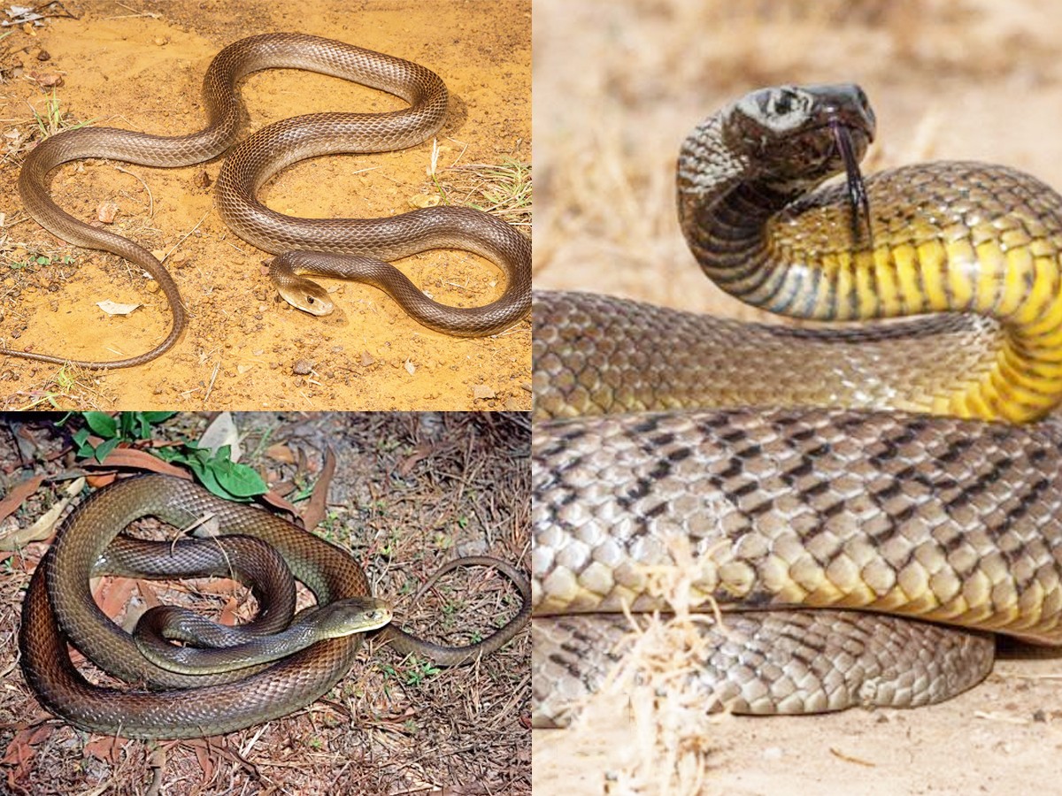 The Most Venomous Animals On Earth - Sakshi5