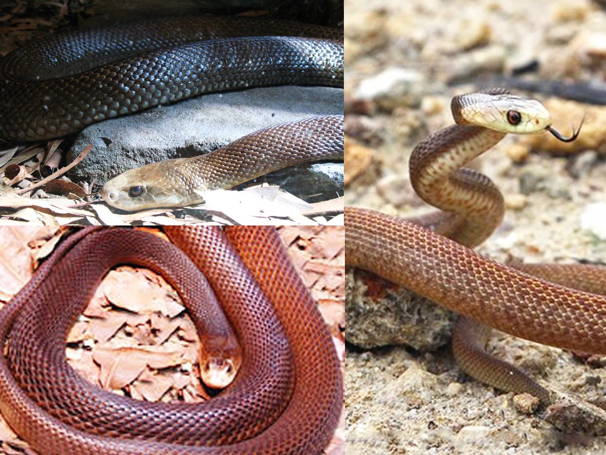 The Most Venomous Animals On Earth - Sakshi13