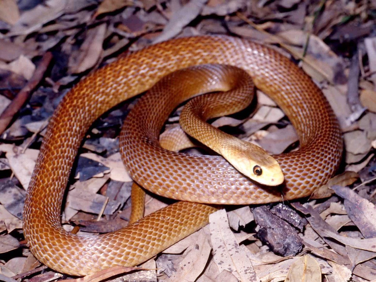 The Most Venomous Animals On Earth - Sakshi12