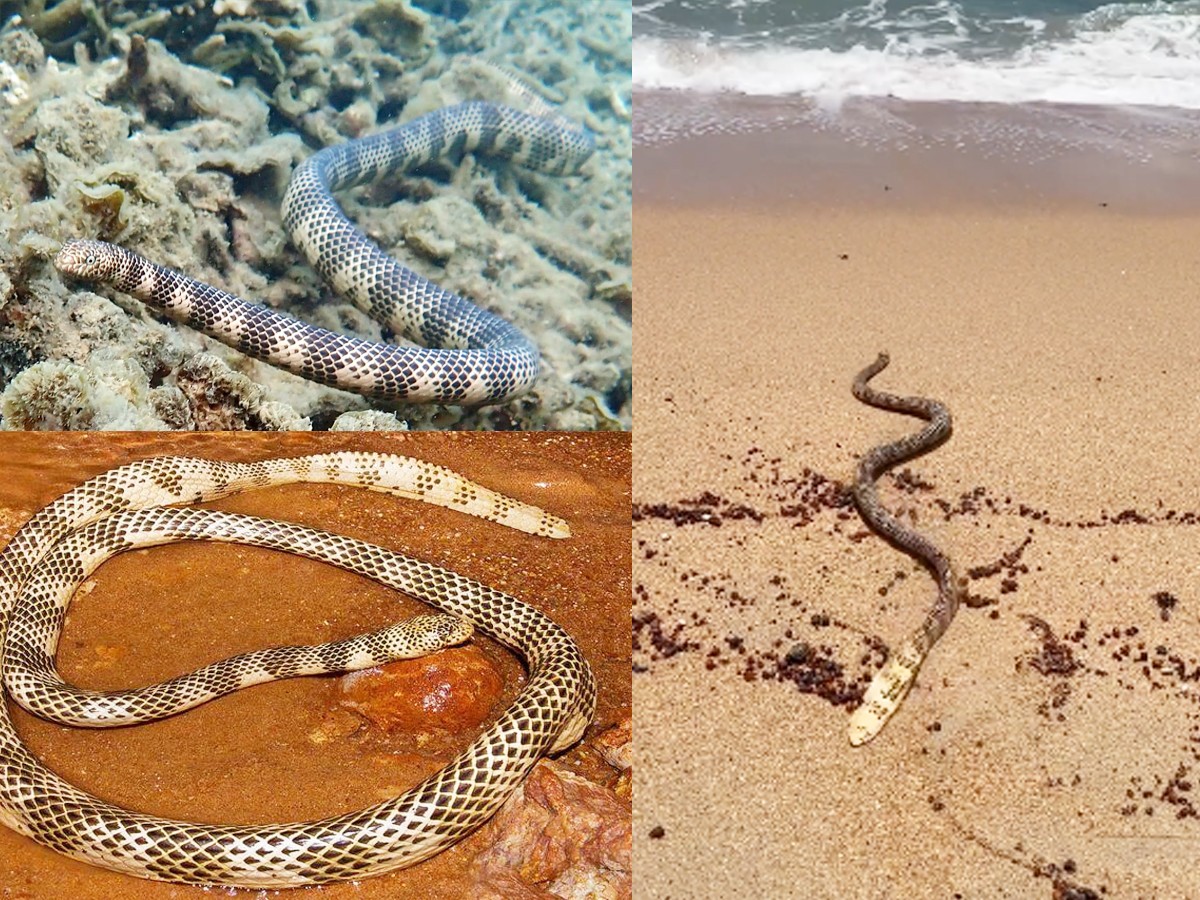 The Most Venomous Animals On Earth - Sakshi15