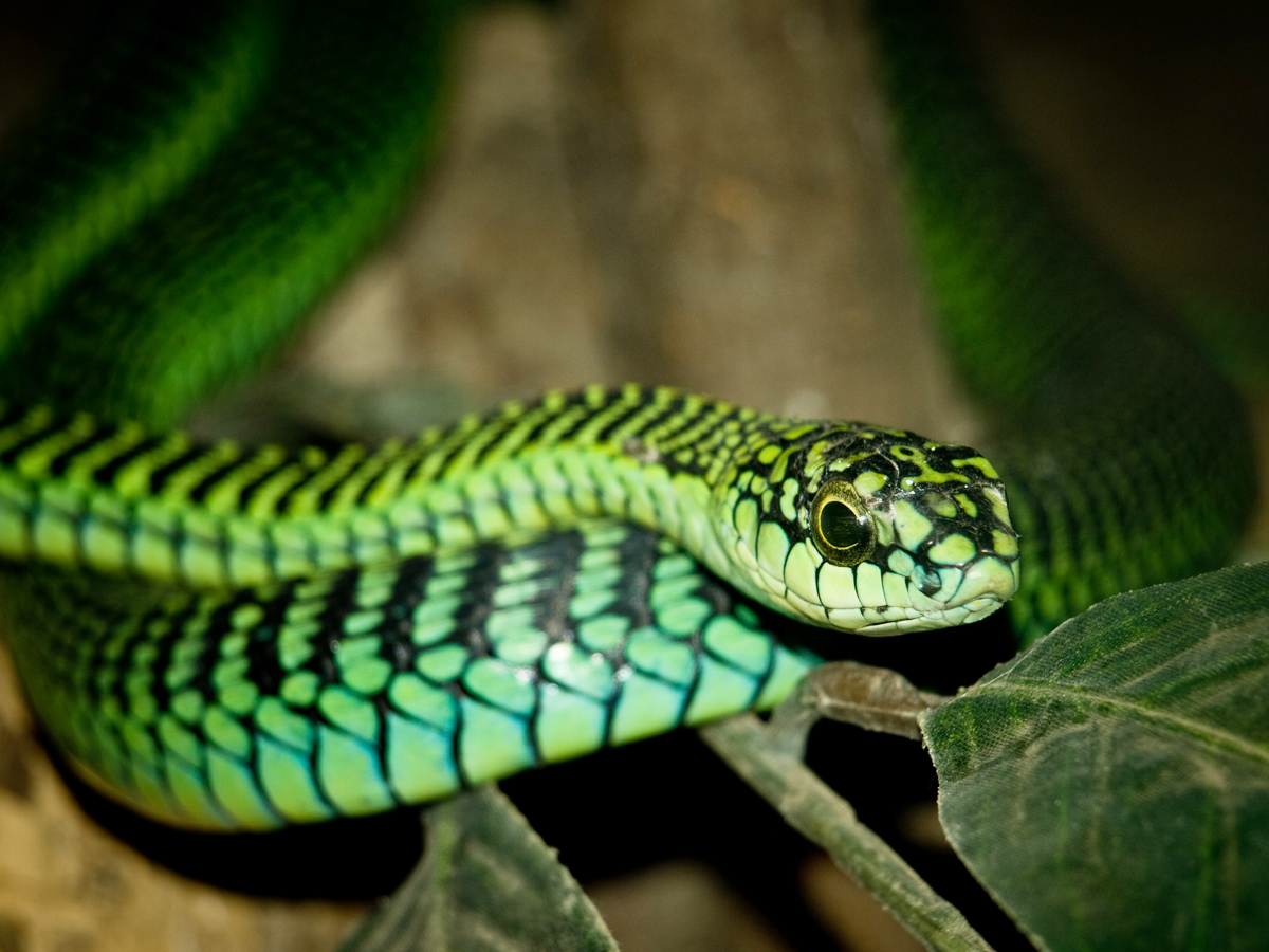 The Most Venomous Animals On Earth - Sakshi16