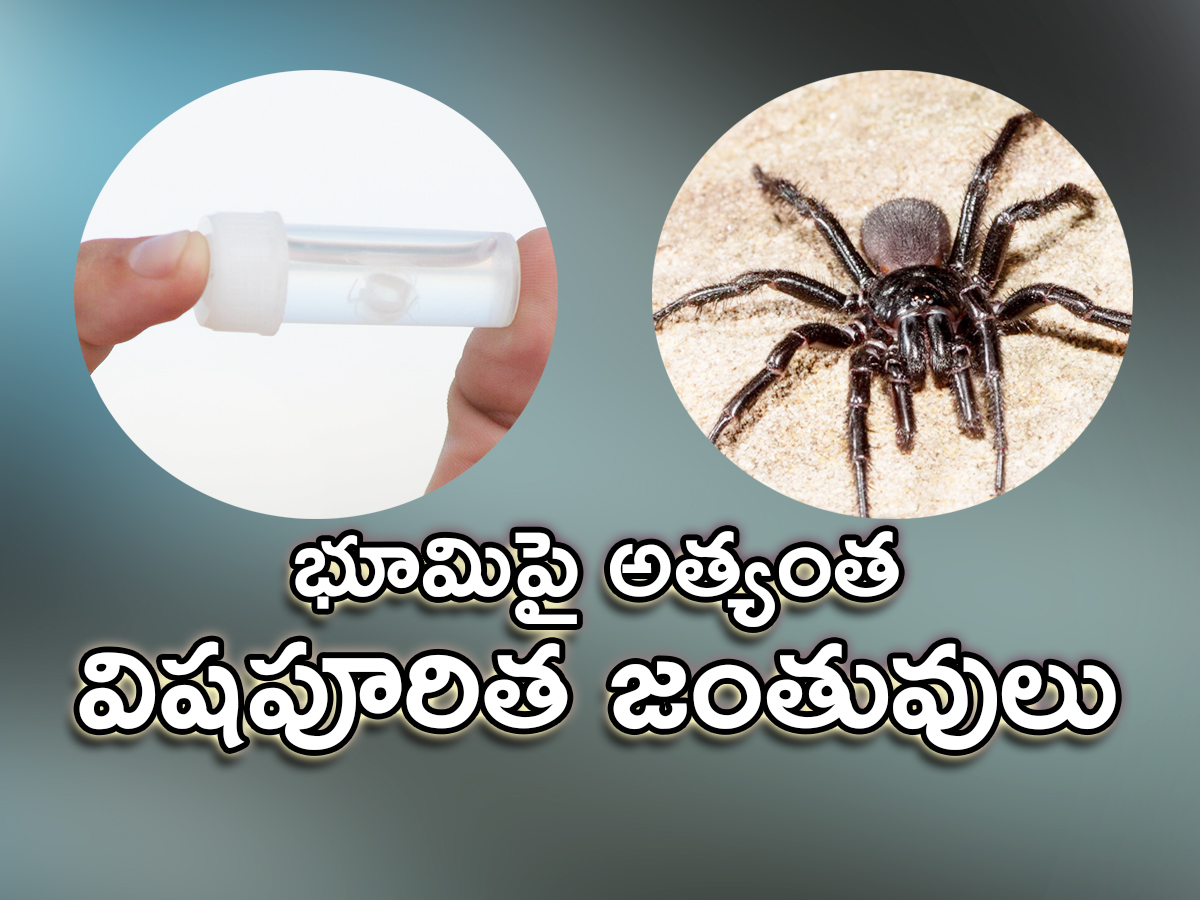 The Most Venomous Animals On Earth - Sakshi1