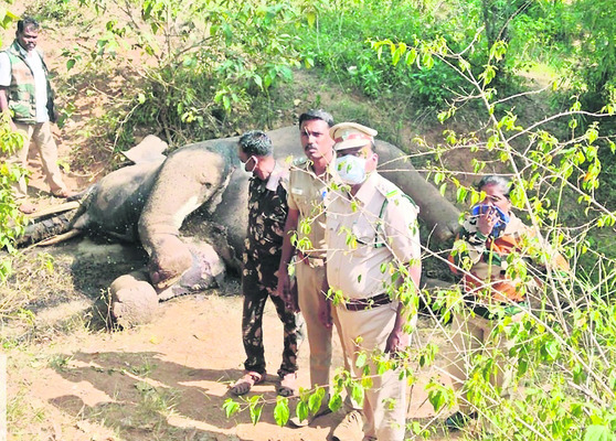 ఏనుగు కళేబరం వద్ద పోలీసులు  1