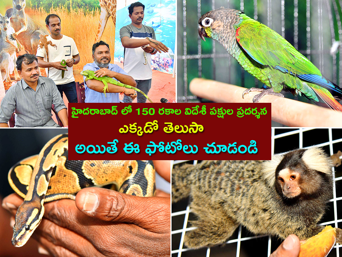 Exhibition Of 150 Types Foreign Birds In Hyderabad - Sakshi1