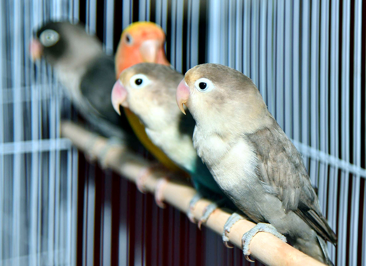 Exhibition Of 150 Types Foreign Birds In Hyderabad - Sakshi11