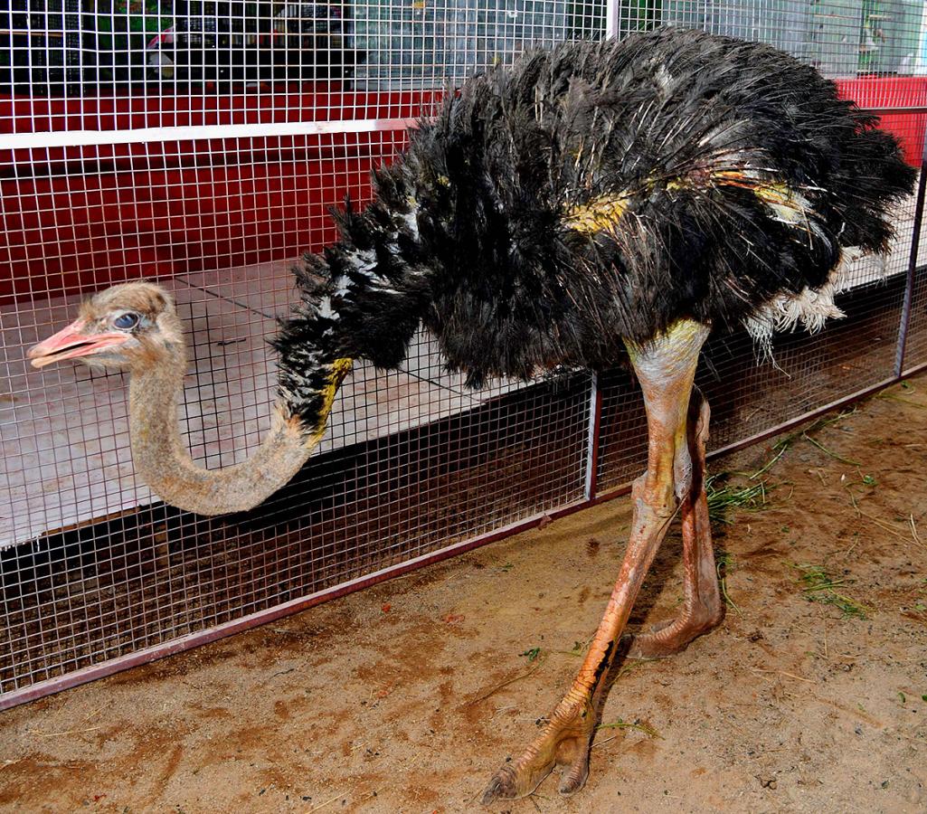 Exhibition Of 150 Types Foreign Birds In Hyderabad - Sakshi12