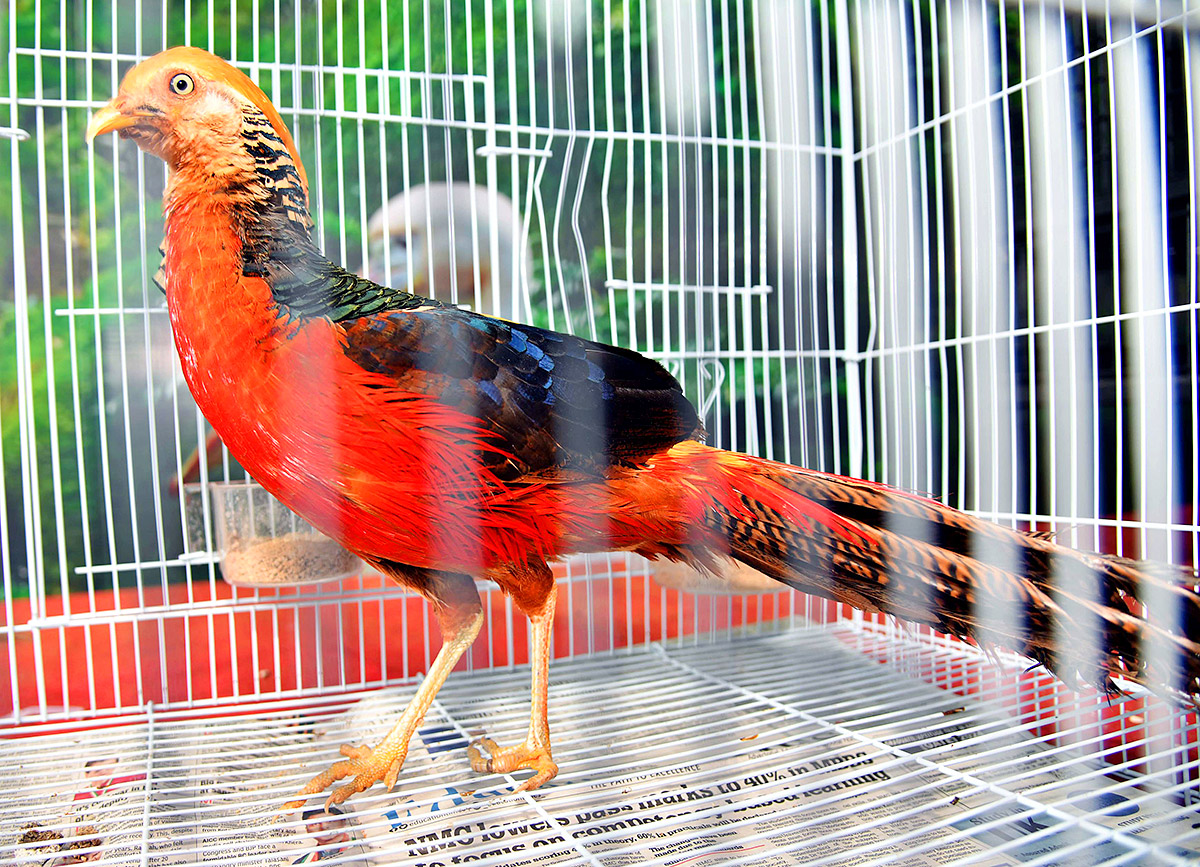 Exhibition Of 150 Types Foreign Birds In Hyderabad - Sakshi15