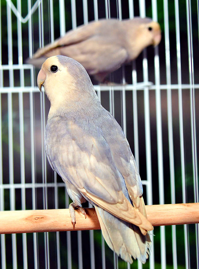 Exhibition Of 150 Types Foreign Birds In Hyderabad - Sakshi16