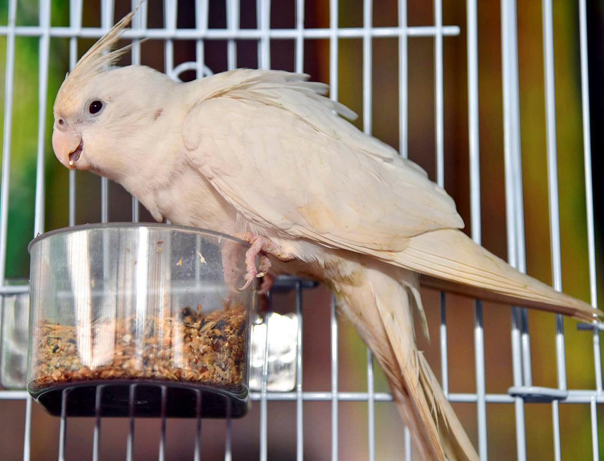 Exhibition Of 150 Types Foreign Birds In Hyderabad - Sakshi17