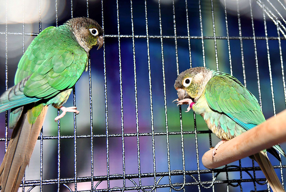 Exhibition Of 150 Types Foreign Birds In Hyderabad - Sakshi19