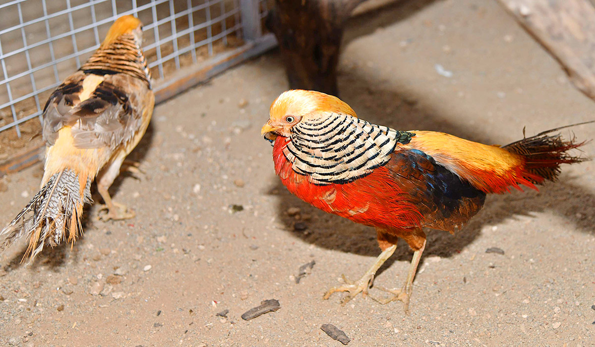 Exhibition Of 150 Types Foreign Birds In Hyderabad - Sakshi22