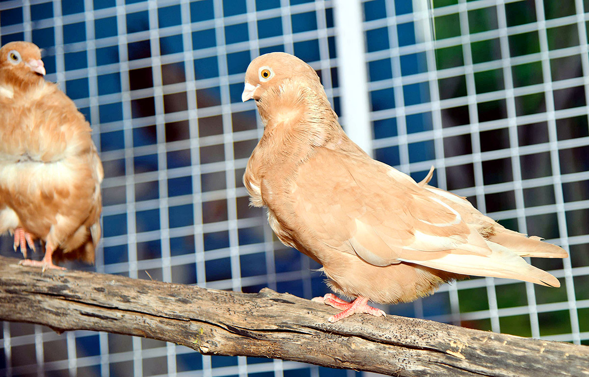 Exhibition Of 150 Types Foreign Birds In Hyderabad - Sakshi23