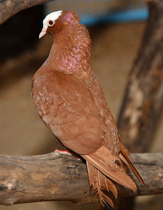 Exhibition Of 150 Types Foreign Birds In Hyderabad - Sakshi24