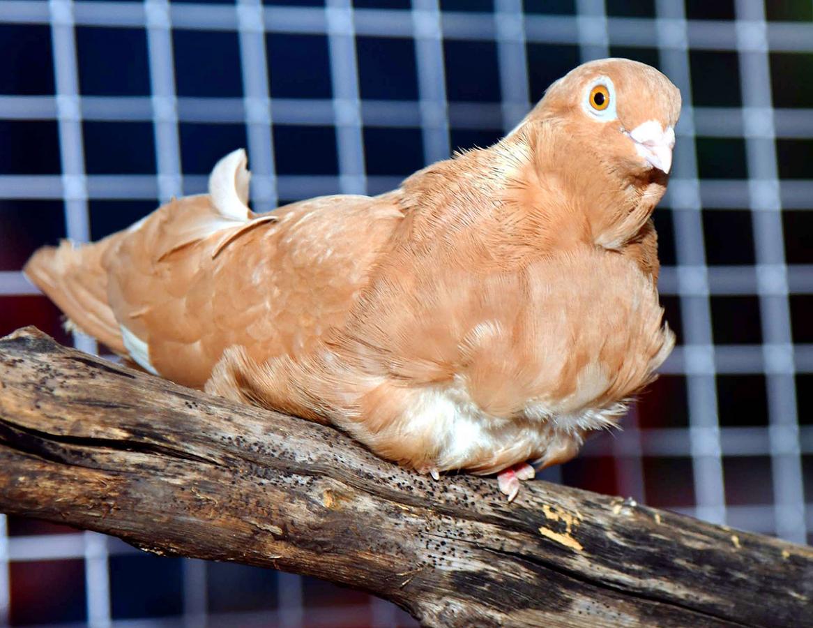 Exhibition Of 150 Types Foreign Birds In Hyderabad - Sakshi25