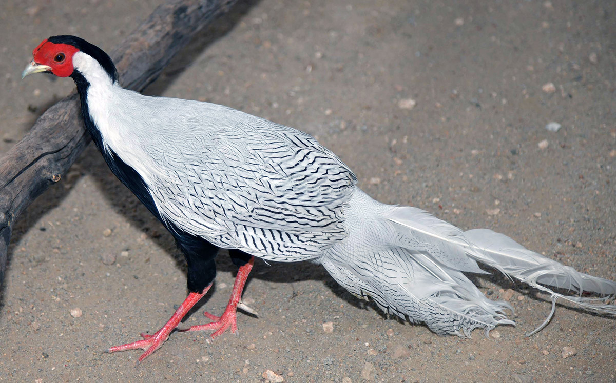 Exhibition Of 150 Types Foreign Birds In Hyderabad - Sakshi26