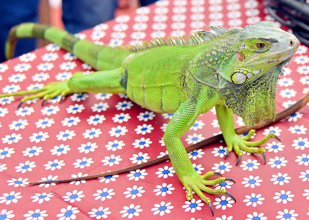 Exhibition Of 150 Types Foreign Birds In Hyderabad - Sakshi28