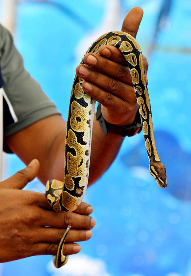 Exhibition Of 150 Types Foreign Birds In Hyderabad - Sakshi29