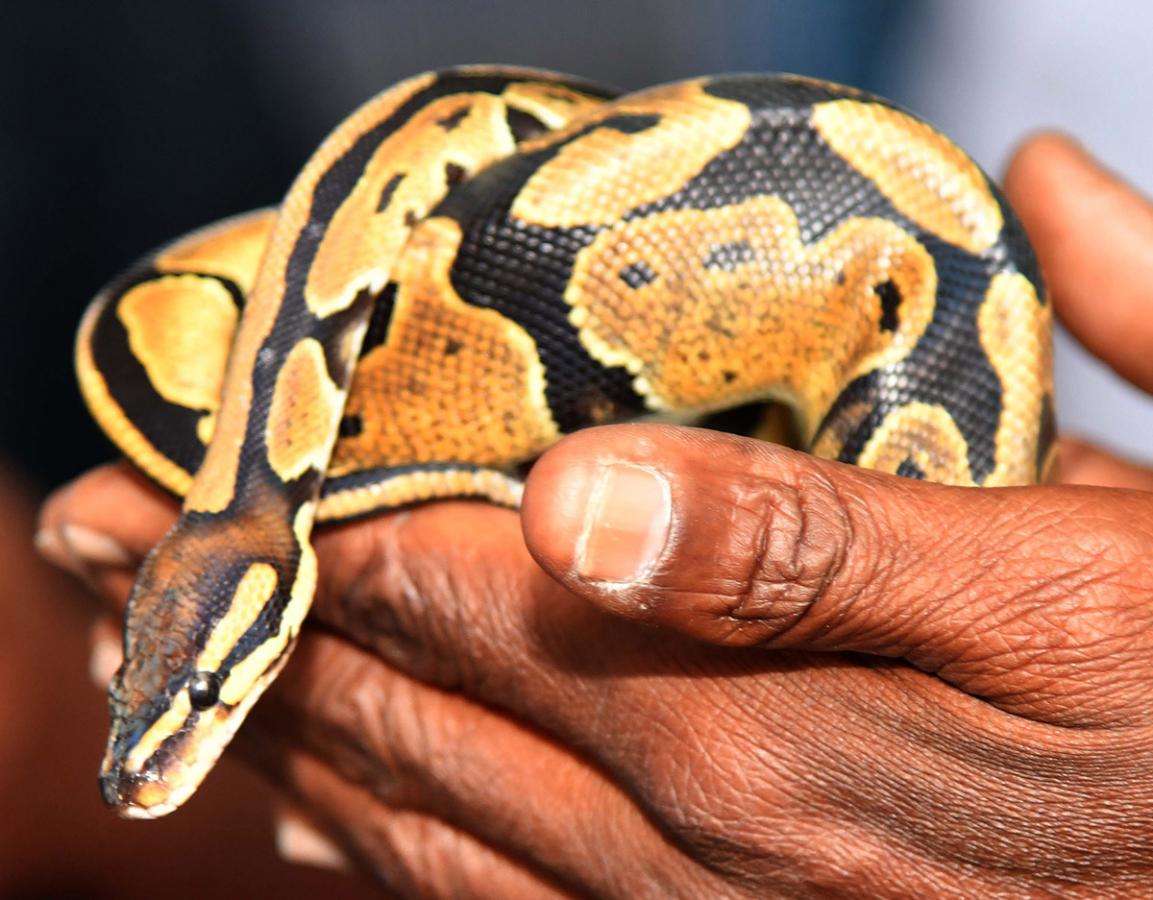 Exhibition Of 150 Types Foreign Birds In Hyderabad - Sakshi32