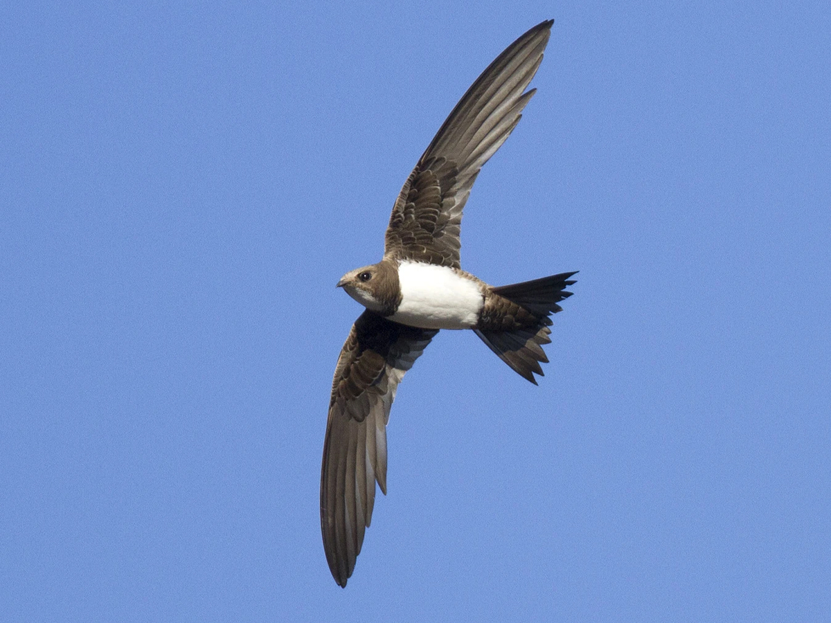 Alpine Swift Bird - Sakshi2