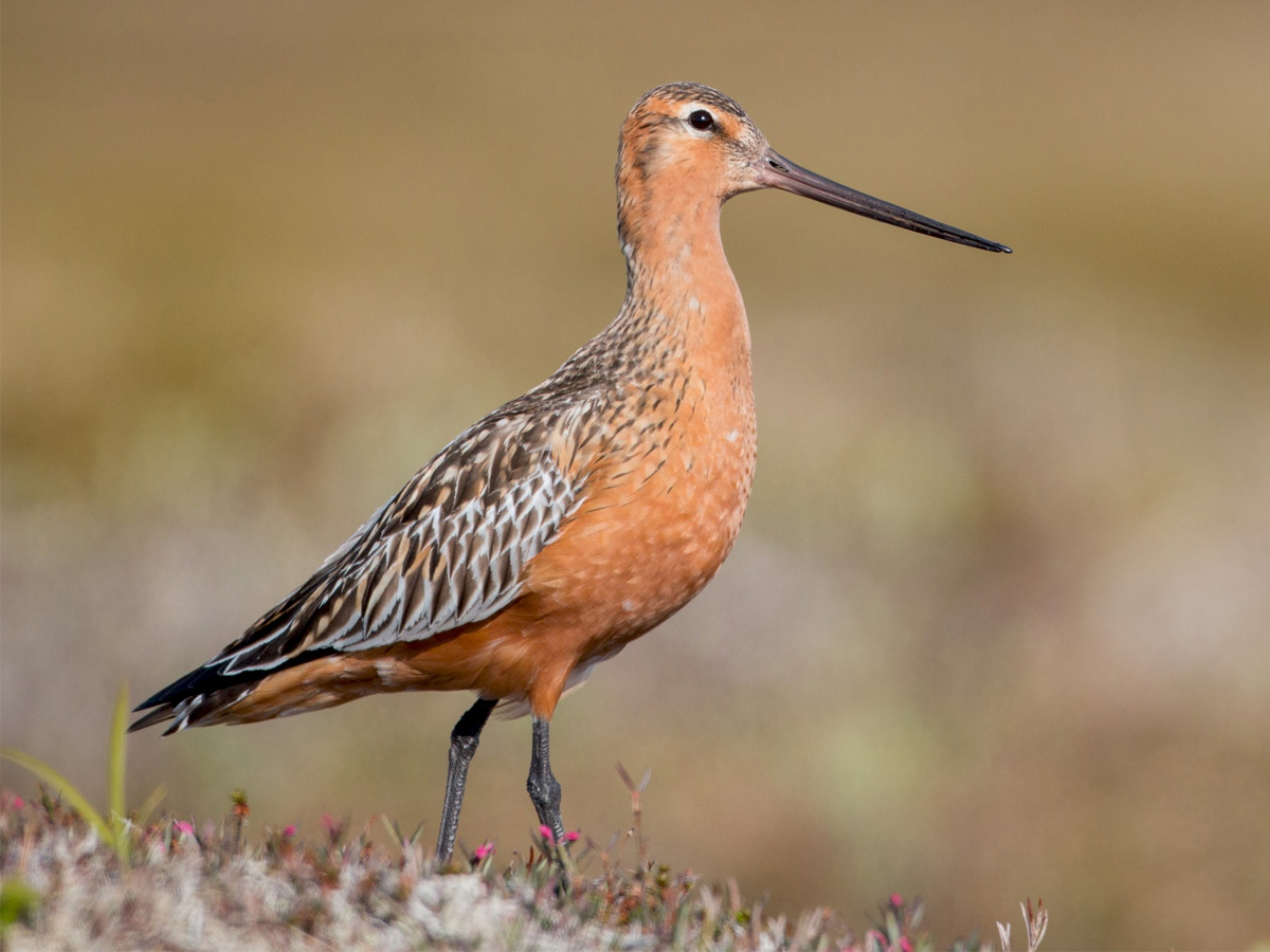 Bar Tailed Godwit Bird - Sakshi6