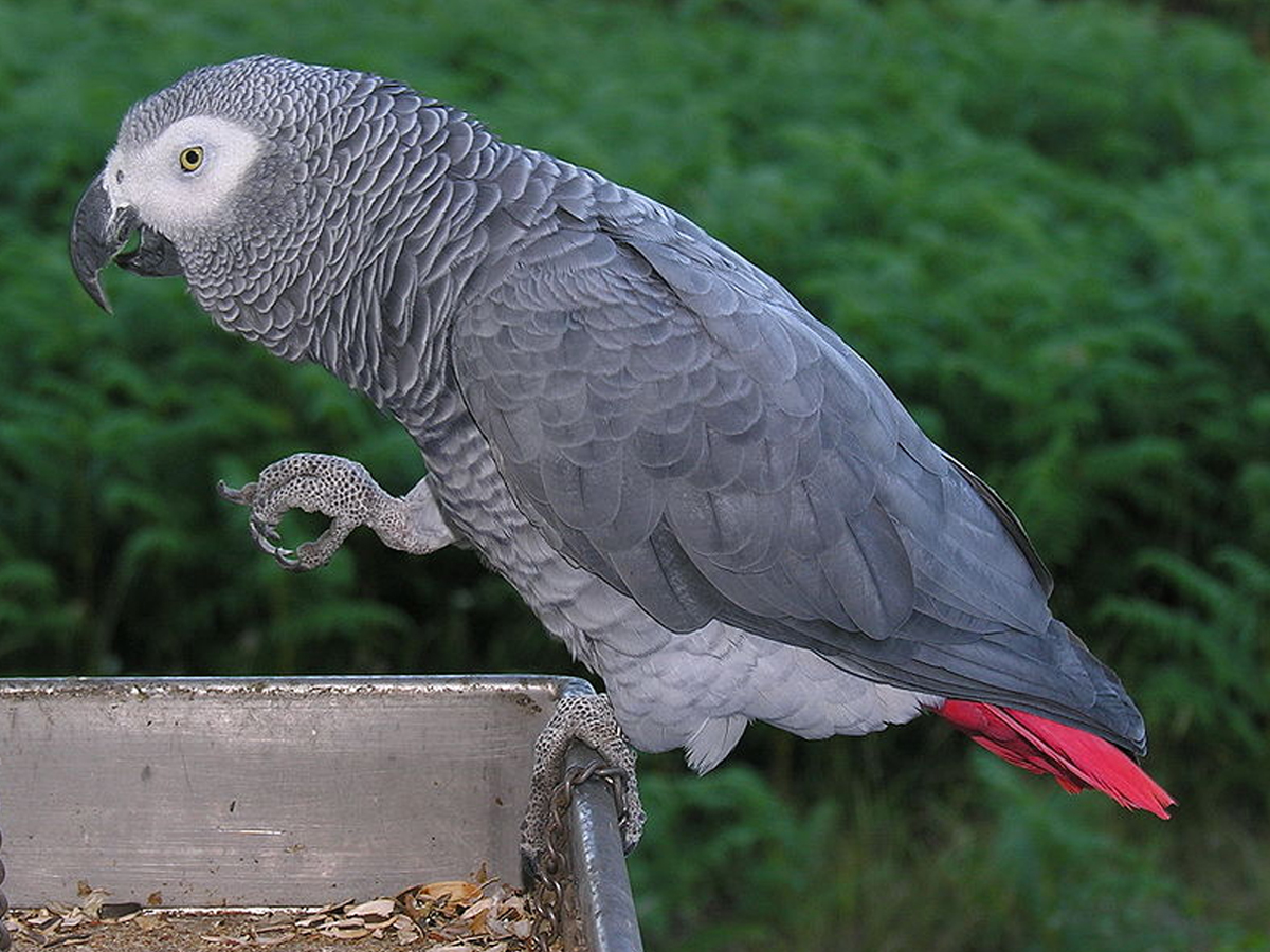 African Grey Parrot - Sakshi9