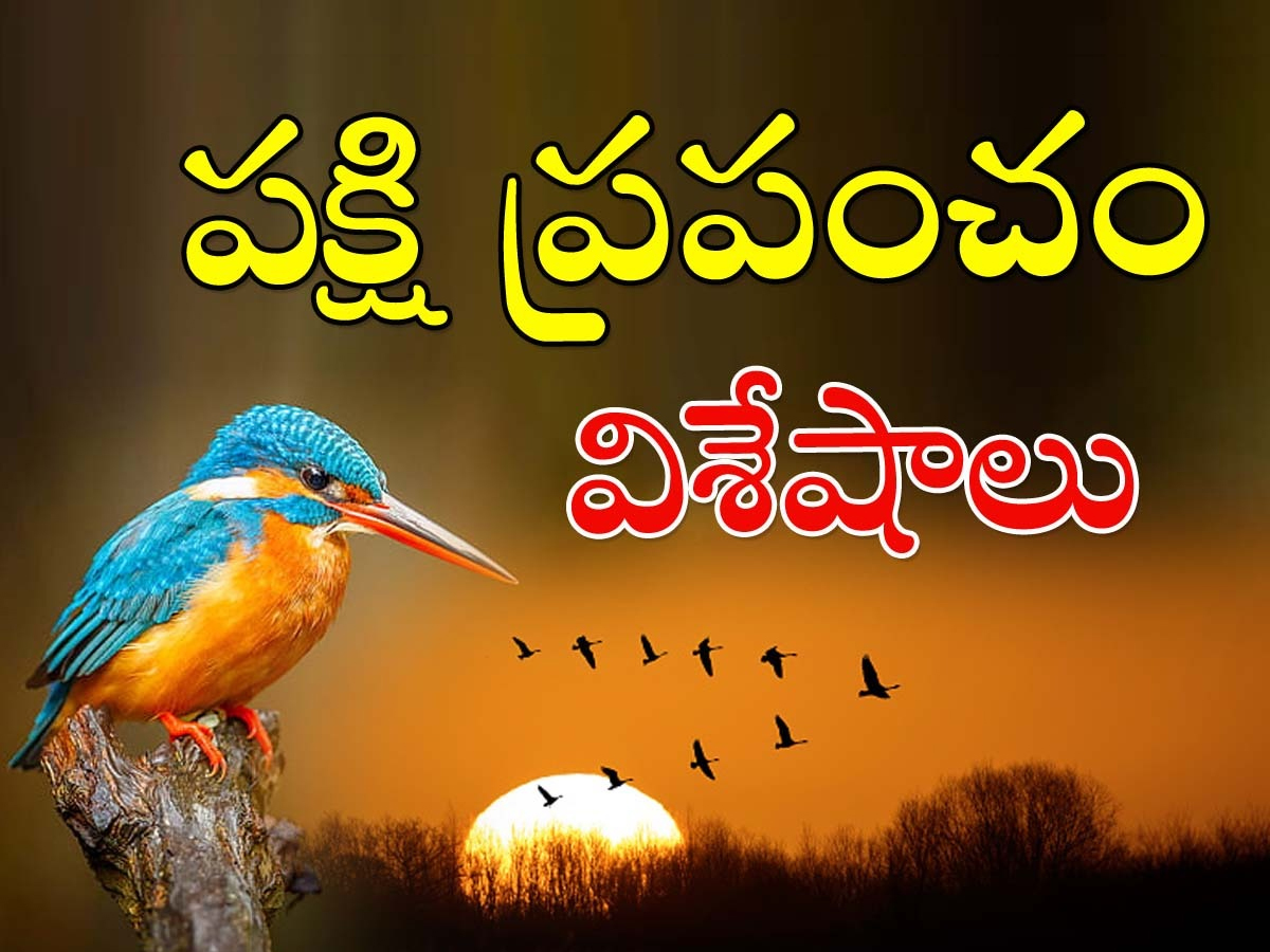 Interesting Facts About Birds - Sakshi1