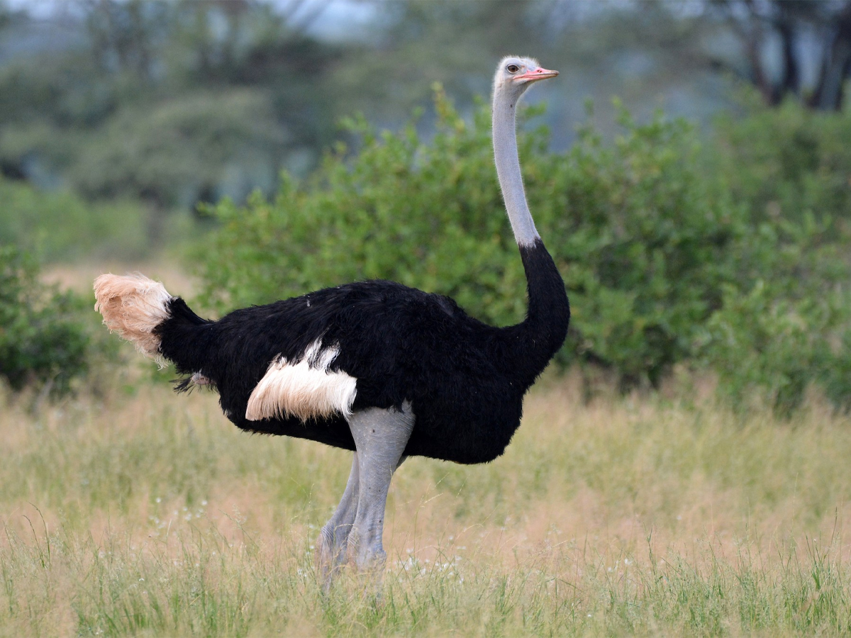 Ostrich  Bird - Sakshi11