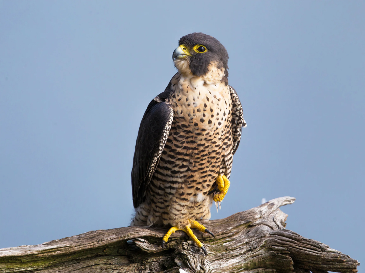 Falcon Bird - Sakshi13