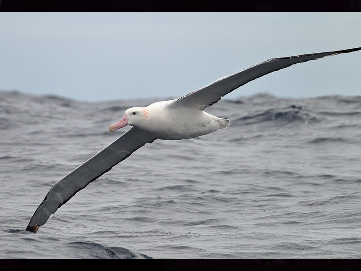 Wandering Albatross Bird - Sakshi15