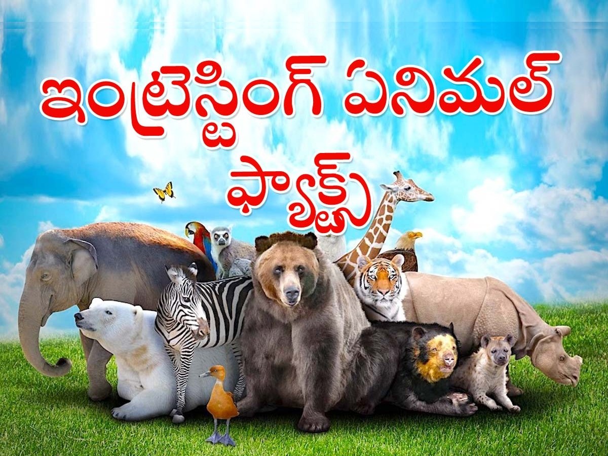 Interesting Animal Facts That Will Blow Your Mind - Sakshi1