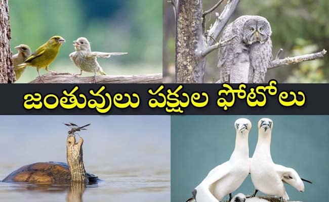 Look At These Beautiful Animal Pics - Sakshi1