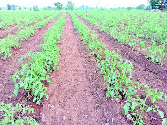 మల్దకల్‌ శివారులో సాగు చేసిన పచ్చిమిర్చి  1