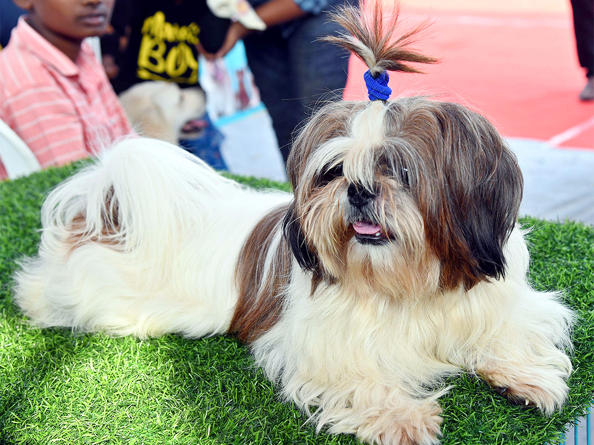 E Carnival Animal Show in hyderabad - Sakshi11