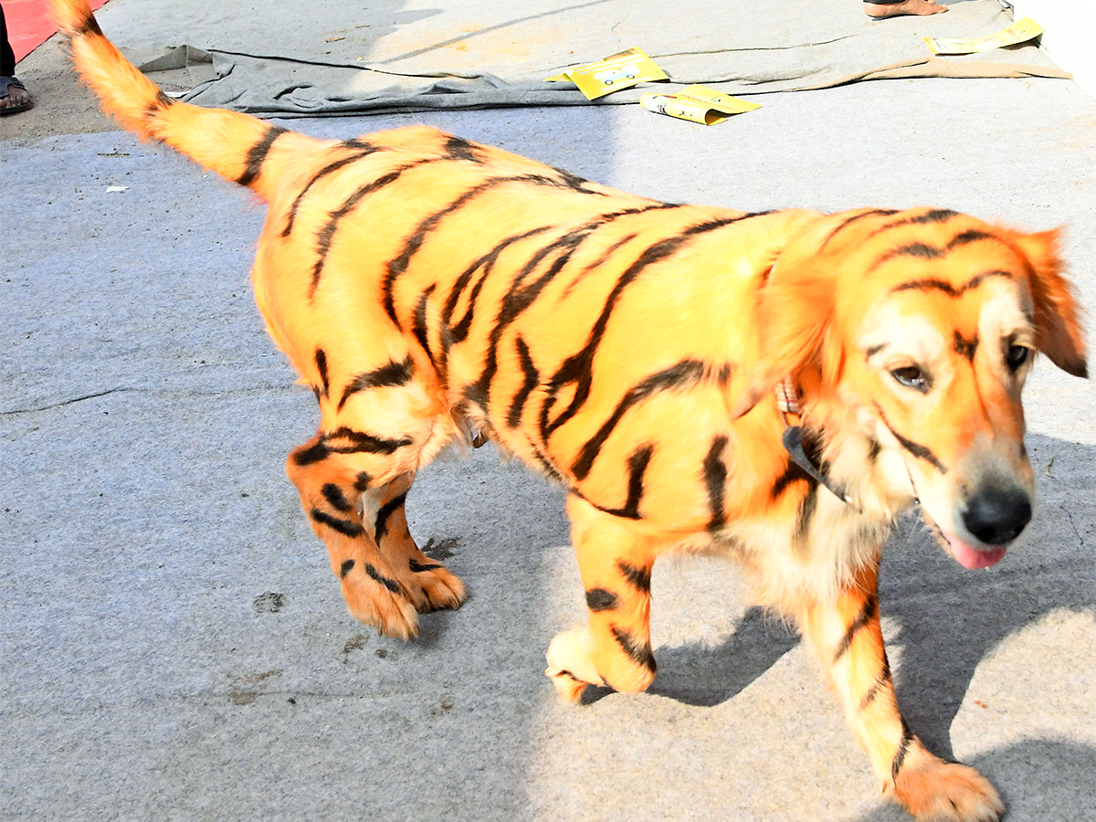 E Carnival Animal Show in hyderabad - Sakshi19