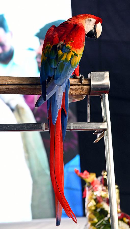 E Carnival Animal Show in hyderabad - Sakshi23