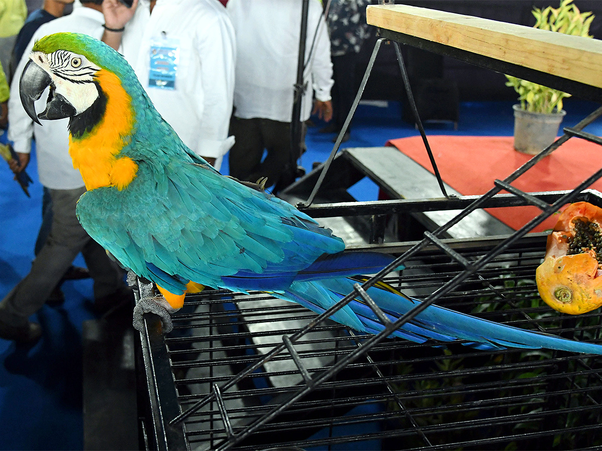 E Carnival Animal Show in hyderabad - Sakshi6