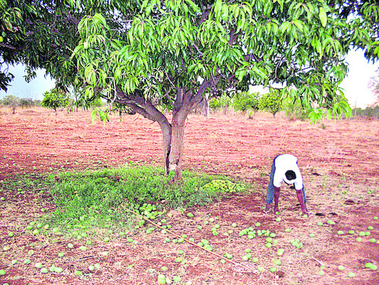 రాలిన మామిడి కాయలు(ఫైల్‌)
1